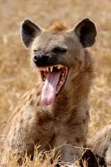 hyena