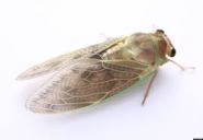 cicada